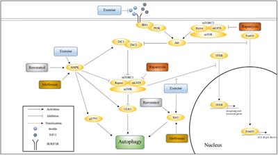 Maximizing Longevity and Healthspan: Multiple Approaches All Converging on Autophagy